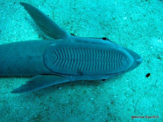 Remora (head( ©Melinda Riger @ G B Scuba