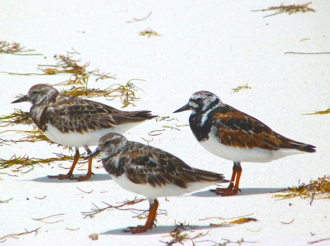 Ruddy Turnstones at Delphi, Abaco 11