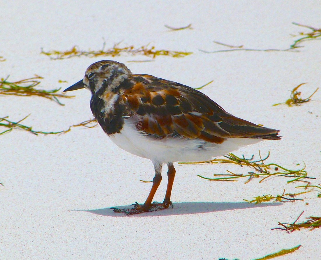 Ruddy Turnstones at Delphi, Abaco 12
