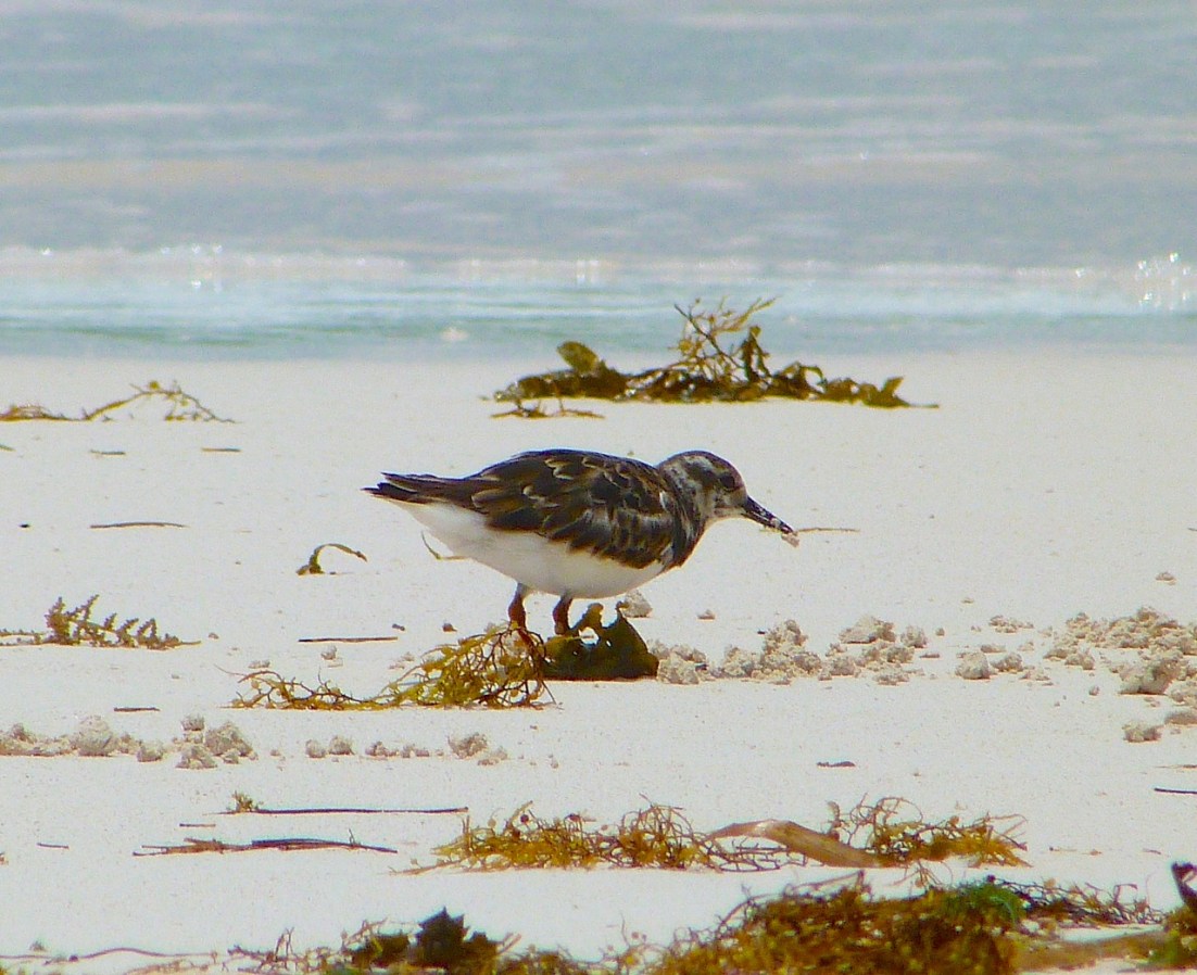 Ruddy Turnstones at Delphi, Abaco 4