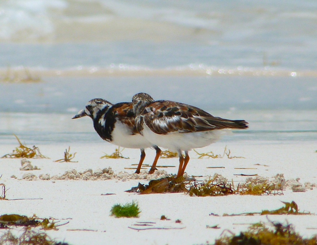 Ruddy Turnstones at Delphi, Abaco 6