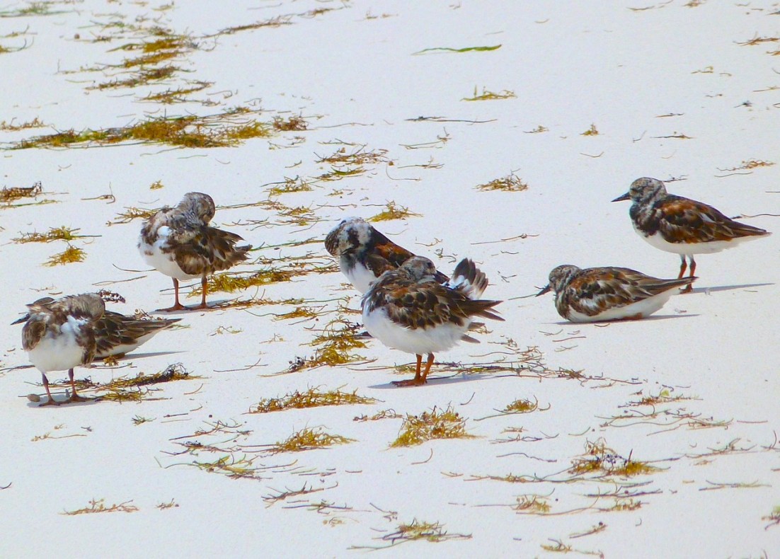 Ruddy Turnstones at Delphi, Abaco 9
