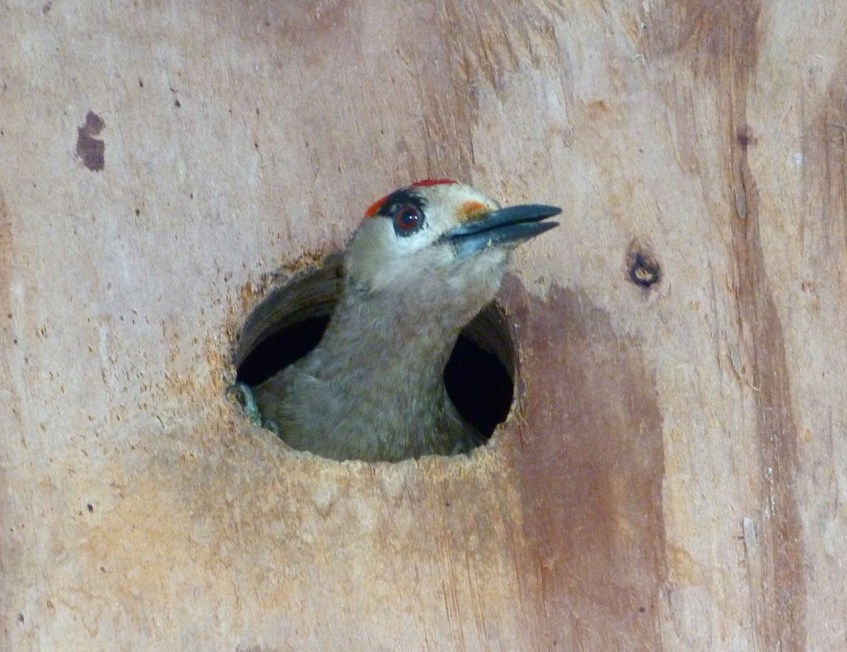 West Indian Woodpecker chick in nest box, Abaco