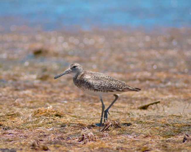 Willet, Abaco