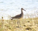 Willet, The Marls, Abaco