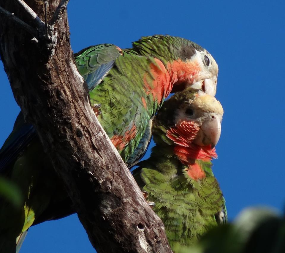 Abaco Parrot pair, Abaco (©Melissa Maura)