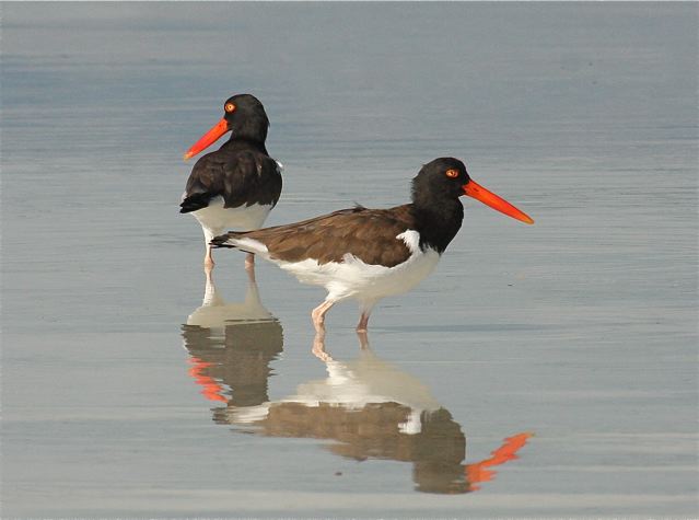 American Oystercatchers BH IMG_2000 copy 2
