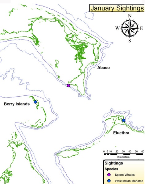 BMMRO Sightings Jan 2014