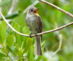 Cuban Pewee on Abaco ed