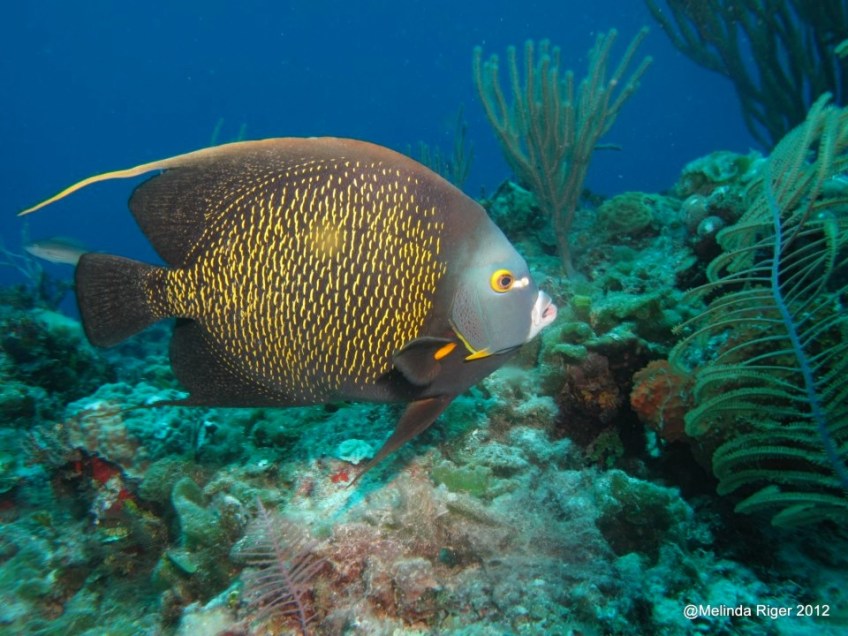 French Angelfish ©Melinda Riger @ GBS