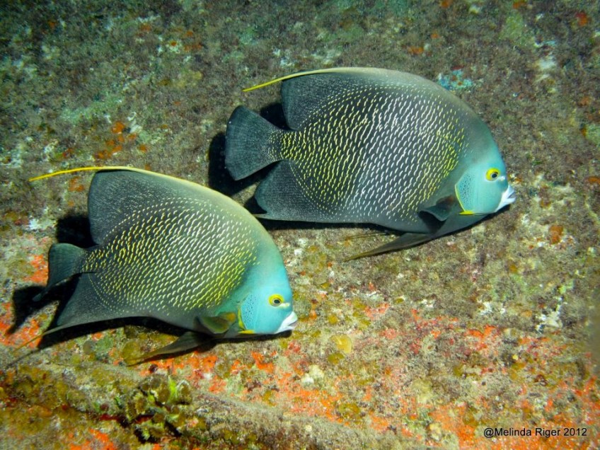 French Angelfish ©Melinda Riger @ Grand Bahama Scuba