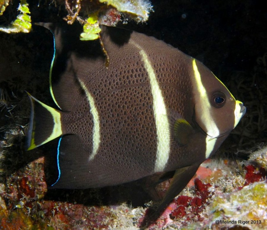 French Angelfish (juv)