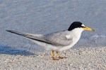 Least Tern_ACH3672 copy