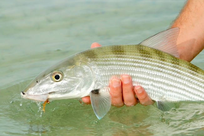 BONEFISH, ABACO, BAHAMAS
