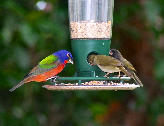 Painted Bunting, Delphi, Abaco (Sandy Walker)