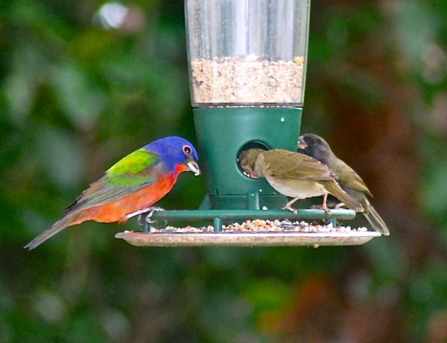 Painted Bunting SW - V2 jpg