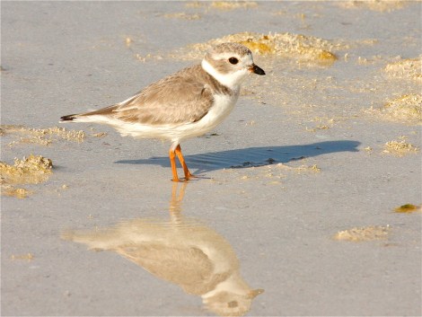 Piping Plover, Abaco Bahamas (Bruce Hallett)