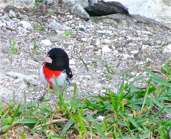 Rose-breasted Grosbeak