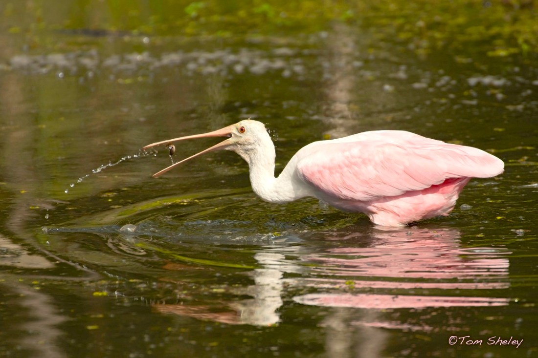 Roseate Spoonbill Florida | ROLLING HARBOUR ABACO