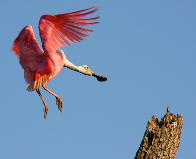 Roseate Spoonbill WB 58_IMG_6230 copy 3
