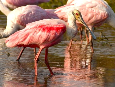 Roseate Spoonbill WB 59_IMG_6302 copy 3