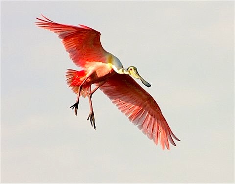 Roseate Spoonbill WB 60