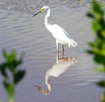 Snowy Egret 1a copy