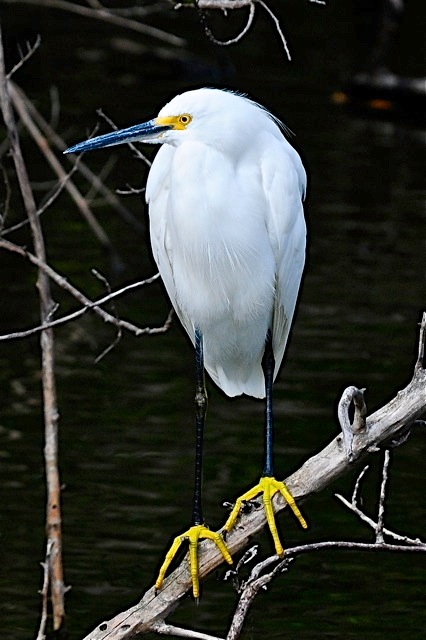 Snowy Egret, Bahamas - Tony Hepburn