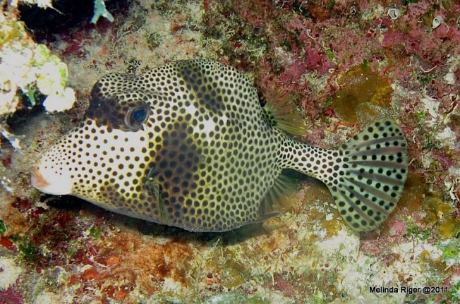 Trunkfish © Melinda Riger @ Grand Bahama Scuba copy 2