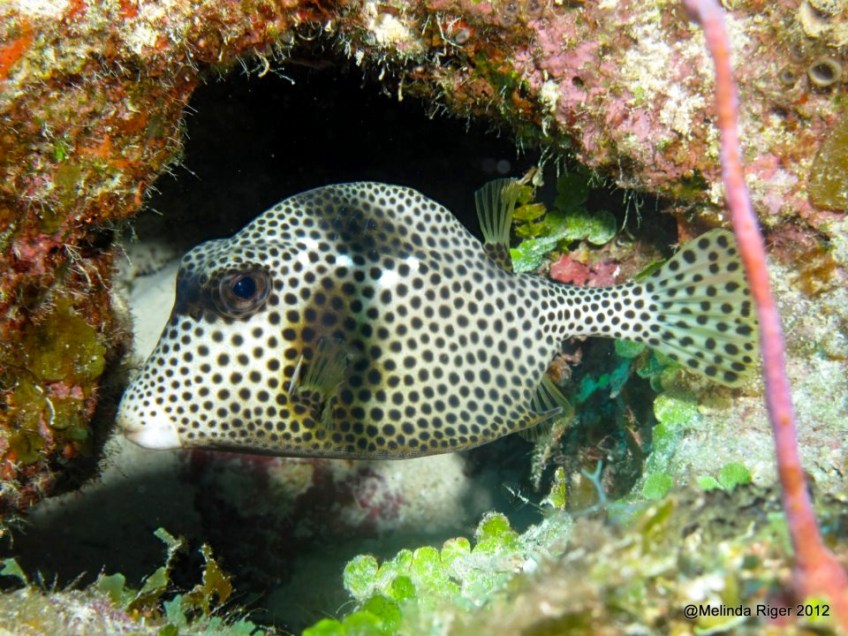 Trunkfish ©Melinda Riger @GBS copy