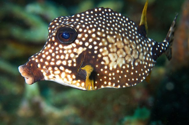 Trunkfish (Wiki)