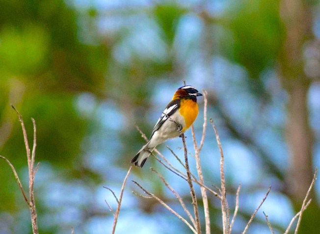 Western Spindalis edit DSC_0098