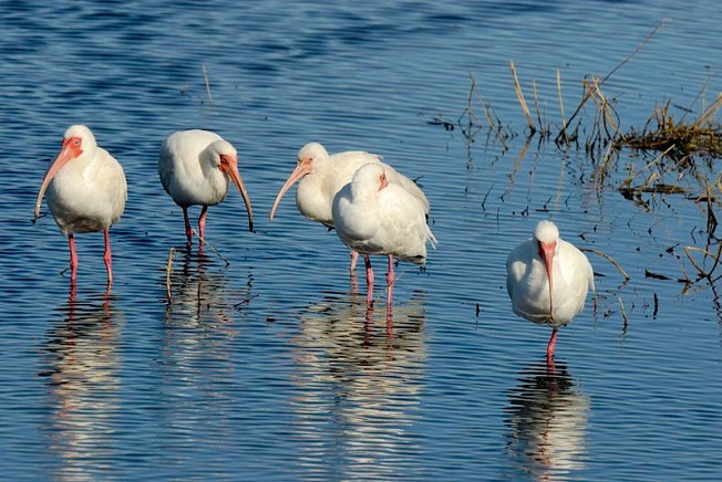 White Ibis (Hans Stieglitz WMC)