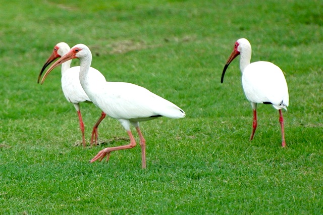 White Ibises WB DSC_8628 copy 2