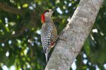 800px-West_Indian_Woodpecker_(Melanerpes_superciliaris)