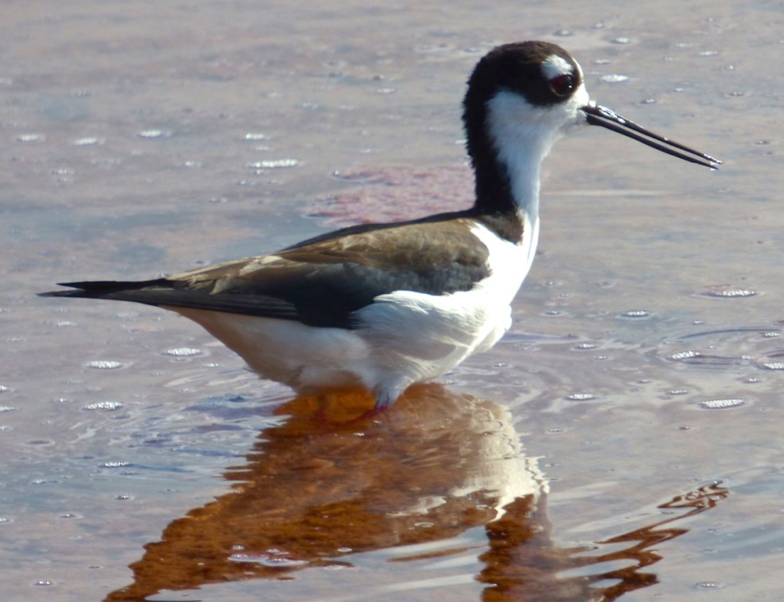Black-necked Stilt, Gilpin Point, Abaco 2