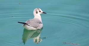 Bonaparte's Gull, Abaco (Bruce Hallett)