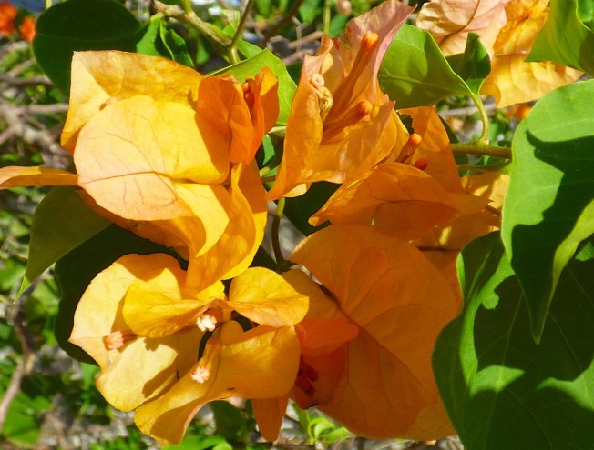 Bougainvillea, Delphi, Abaco Bahamas 2