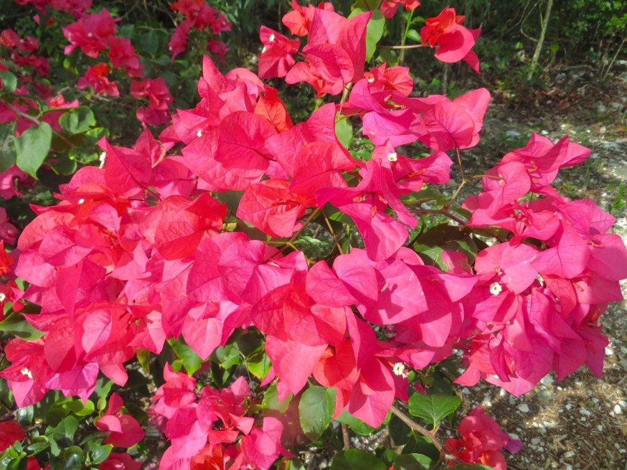 Bougainvillea, Delphi, Abaco Bahamas 3