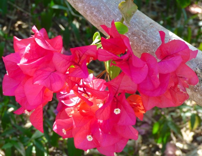 Bougainvillea, Delphi, Abaco Bahamas 5