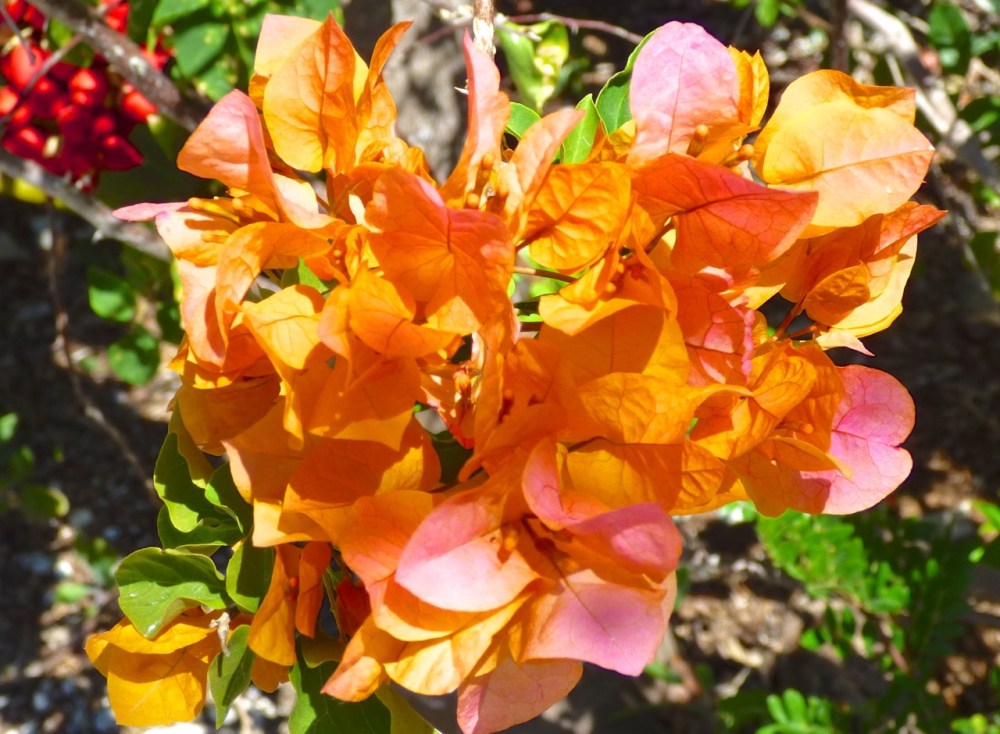 Bougainvillea, Delphi, Abaco Bahamas (Keith Salvesen)
