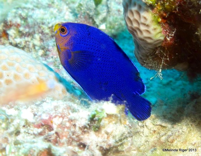 Cherub Fish © Melinda Riger @ G B Scuba copy