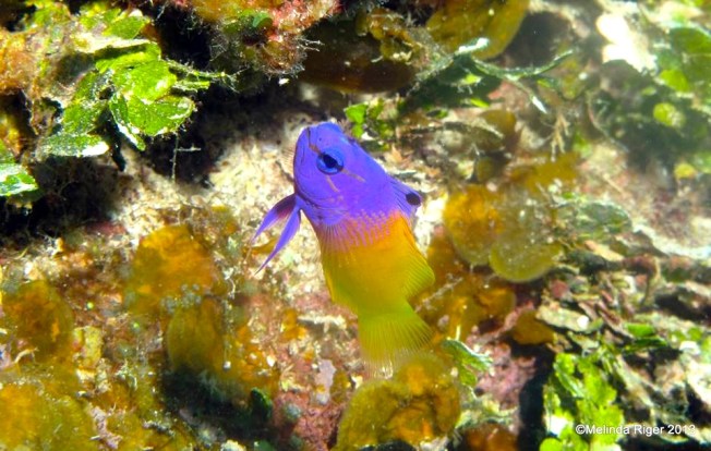 Fairy Basslet © Melinda Riger @ GB Scuba copy