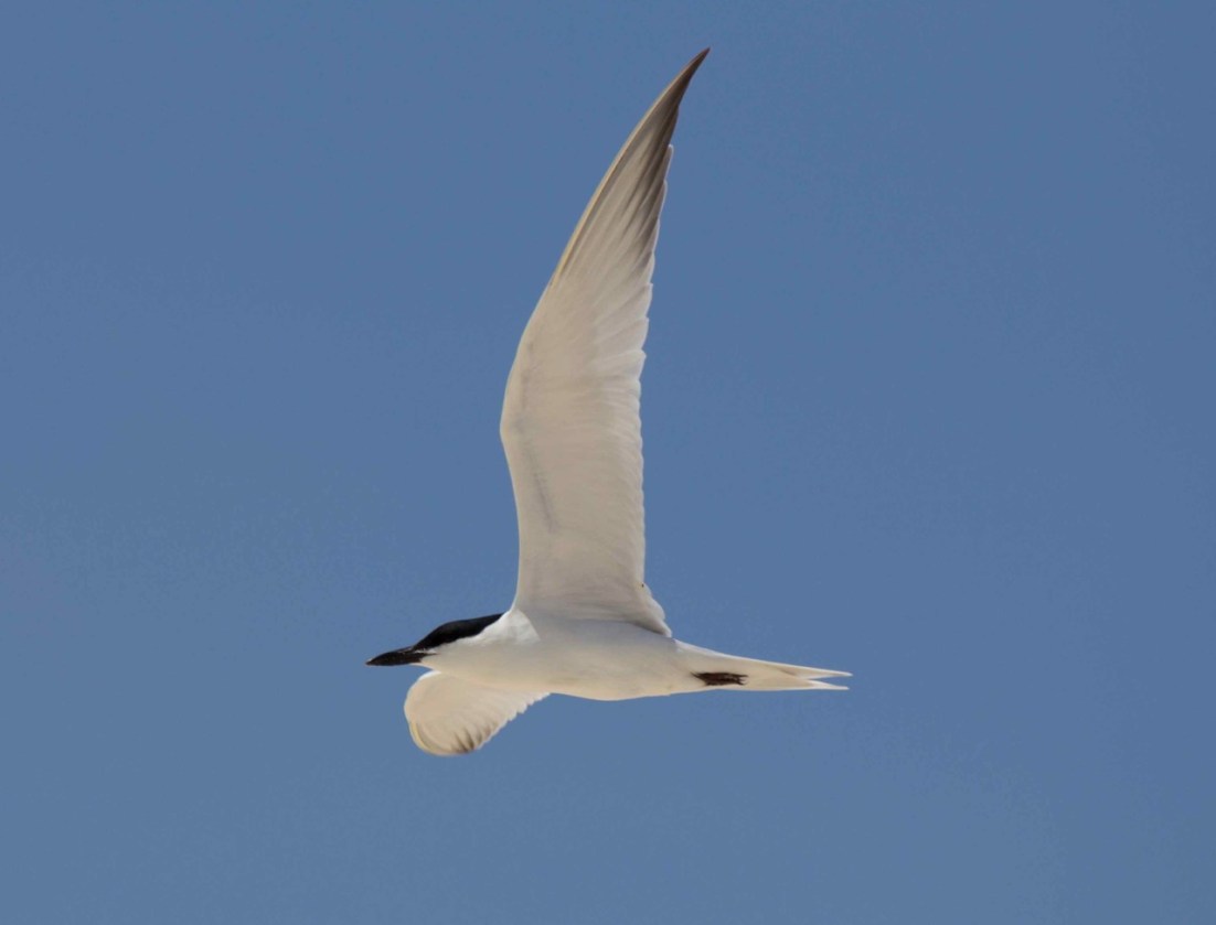 Gull-billed Tern Alex Hughes