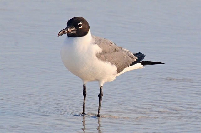 Laughing Gull_ACH3669 copy 2