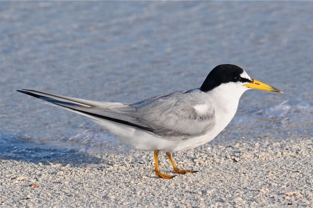 LeastTern, Abaco Bahamas (Tony Hepburn)