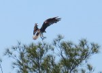 Osprey - Abaco Marls 1