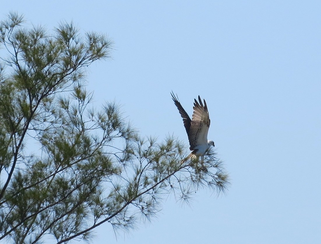 Osprey - Abaco Marls 2