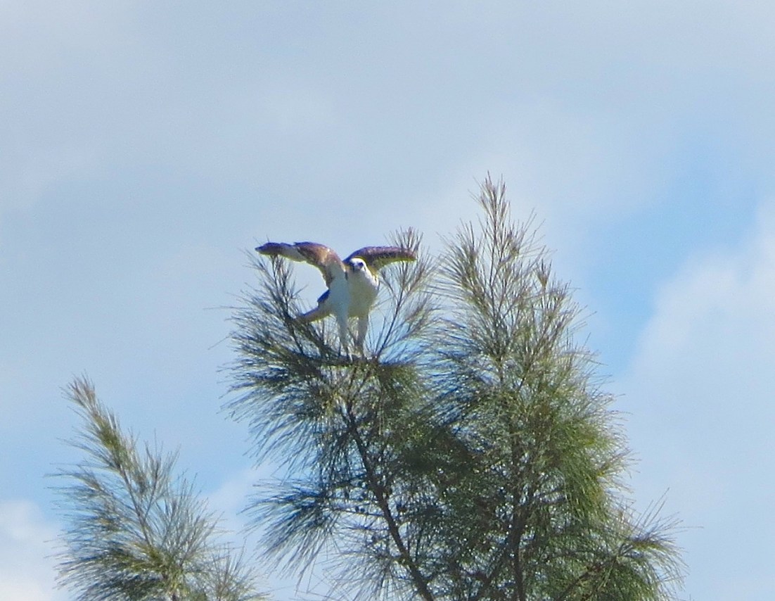 Osprey - Abaco Marls 4