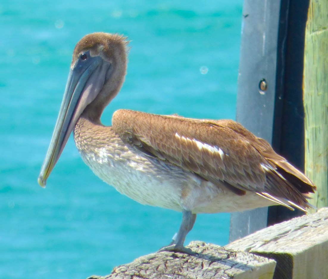 Pelican Sandy Point Abaco 2